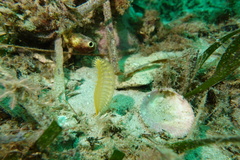 Pennatuloidea