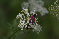 Zygaena osterodensis