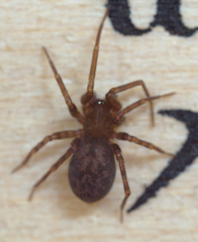 Hulua