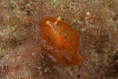 Madrella ferruginosa