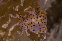 Thecacera pennigera