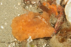 Sclerodoris
