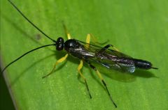 Dusona stramineipes