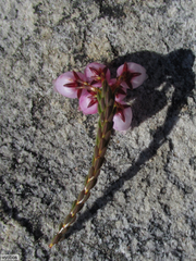 Erica incarnata