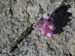 Erica incarnata