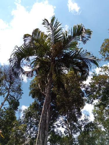 Ambositra palm (Dypsis ambositrae)