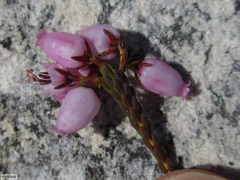 Erica incarnata