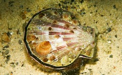 Sabia australis image