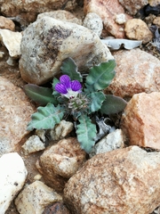 Acanthopsis dispermoides
