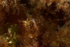 Coryphellina poenicia