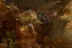 Coryphellina poenicia