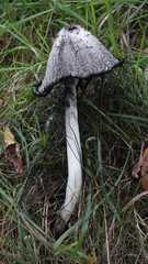 Coprinus comatus