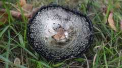 Coprinus comatus