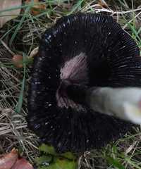 Coprinus comatus