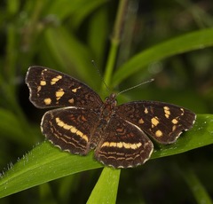 Anthanassa drusilla