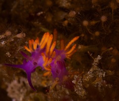 Flabellina