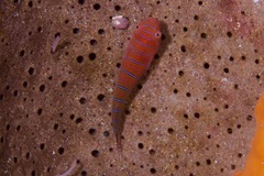 Cochleoceps bicolor