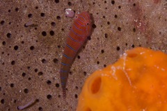 Cochleoceps bicolor