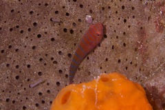 Cochleoceps bicolor