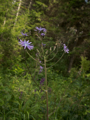 Cicerbita macrophylla uralensis