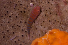 Cochleoceps bicolor