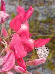 Pyranthus ambatoanus image