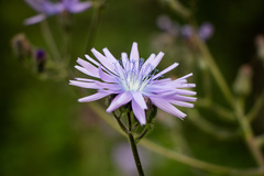 Cicerbita macrophylla uralensis