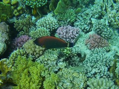 Pseudodax moluccanus