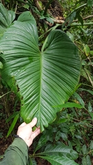Celso Henrique Varela Rios, CC BY, iNaturalist via GBIF Philodendron eximium, photograph Celso Henrique Varela Rios, CC BY, iNaturalist via GBIF
