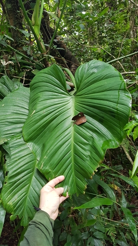 Philodendron eximium, photograph 6