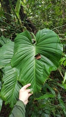 Philodendron eximium, photograph Celso Henrique Varela Rios, CC BY, iNaturalist via GBIF