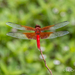 Red-mantled Skimmer - Photo (c) Héctor Ortega Salas, some rights reserved (CC BY-NC)