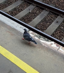 Columba livia domestica