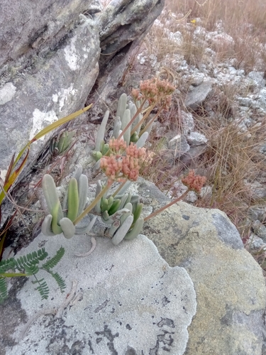 Kalanchoe bitteri image