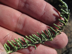 Dolichothrix ericoides