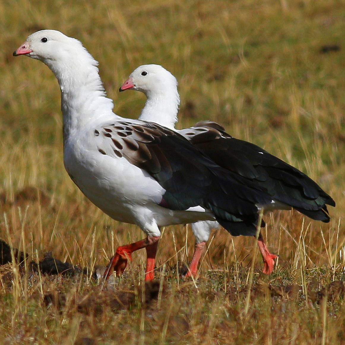 Andean Goose illustration