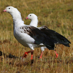 Andean Goose photo 4