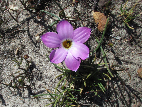Romulea atrandra