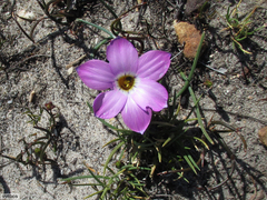 Romulea atrandra esterhuyseniae