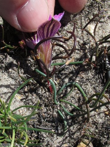 Romulea atrandra