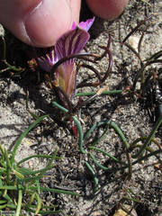 Romulea atrandra esterhuyseniae