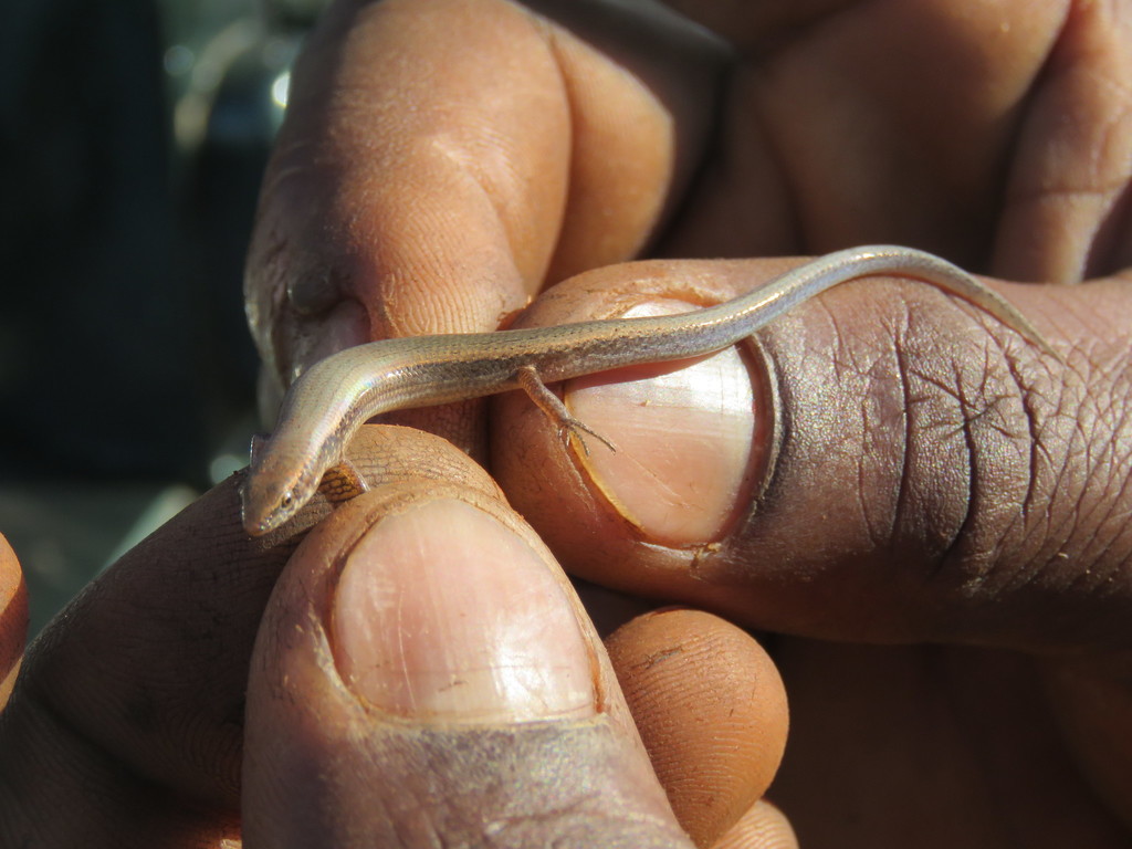 Tsavo Snake-Eyed Skink