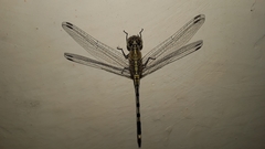 Diplacodes trivialis