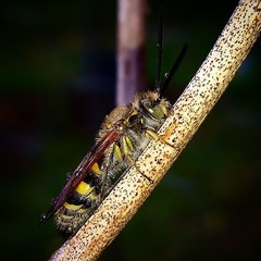 Radumeris tasmaniensis