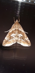 Evergestis segetalis