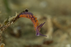 Flabellina