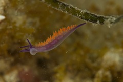 Flabellina