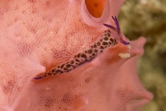 Flabellina