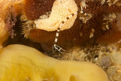 Proceraea