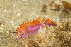 Flabellina